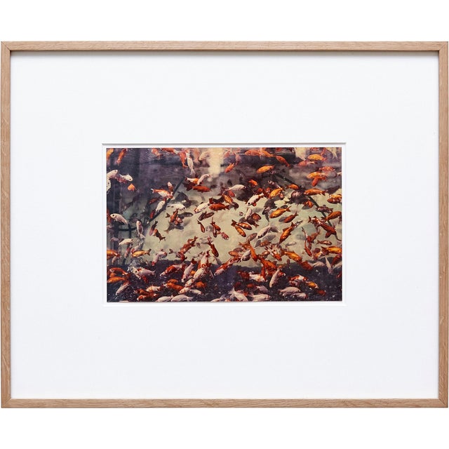 Albarran & Cabrera, Image of Fish, Photograph with Gold Leaf on Japanese Paper, 2013, Framed For Sale