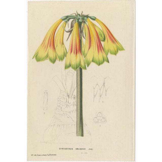 Vibrant Botanical Portraits, 1800s, Set of 4 For Sale - Image 4 of 6