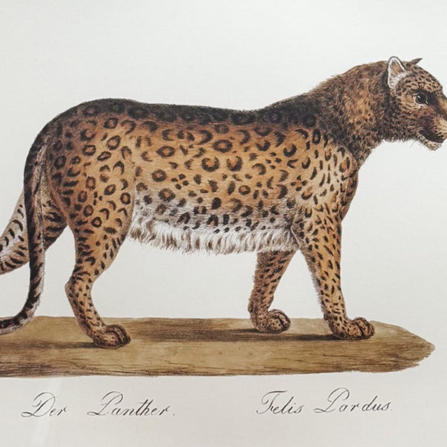 Illustration Vintage Framed "Der Panther" Lithograph Style Print in Black Faux Bamboo Frame For Sale - Image 3 of 8