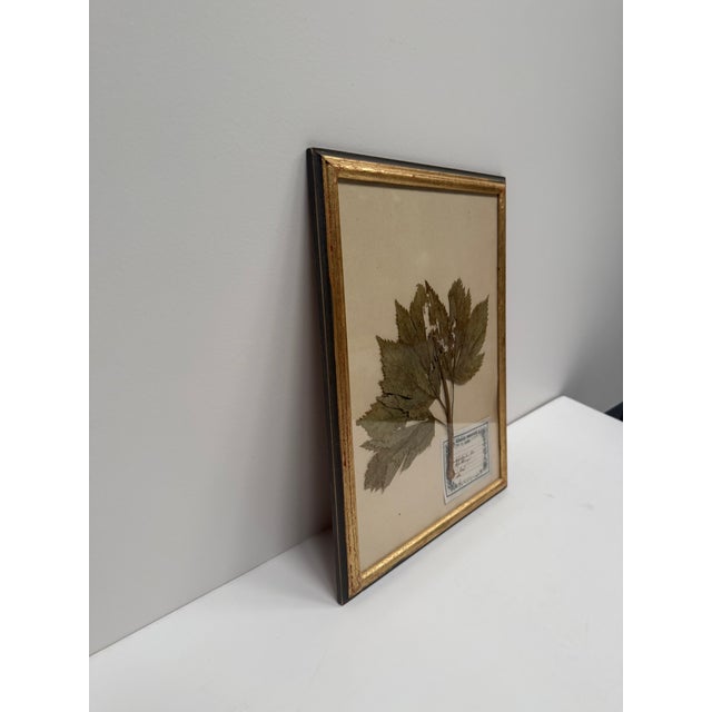 Set of Three Vintage Pressed Botanicals For Sale - Image 11 of 18