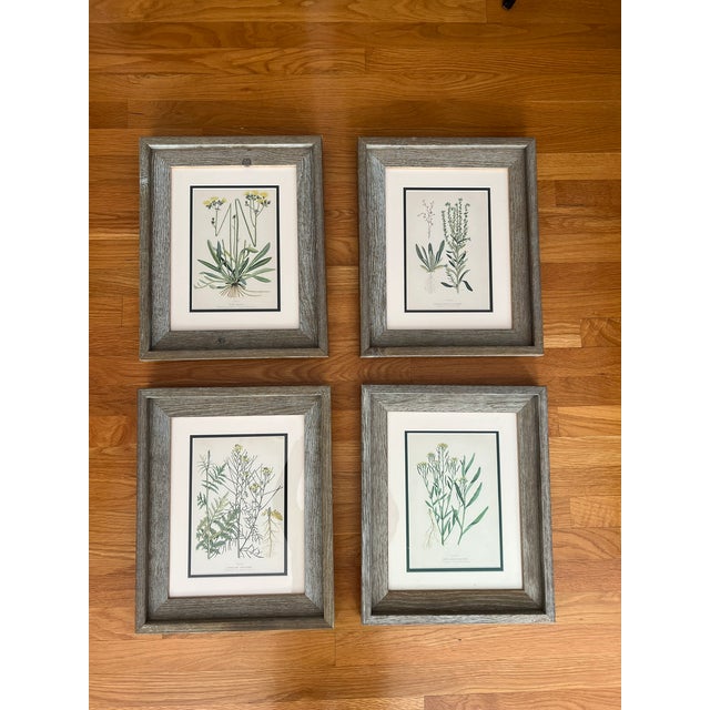 Wood Vintage Botanical Prints Framed Authentic 1910 Canadian Farm Weed Prints - Set of 4 For Sale - Image 7 of 7
