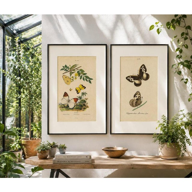 Pair of French Butterfly & Moth Engravings by Guérin & Duméril, 1835 This beautiful pair of antique French natural history...