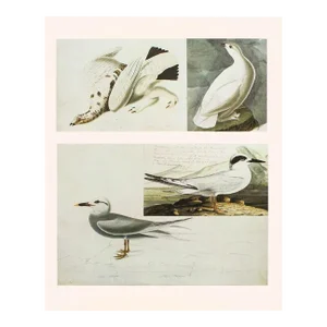 1966 Cottage Print "Rock Ptarmigan, Forster's & Trudeau's Tern" After John James Audubon