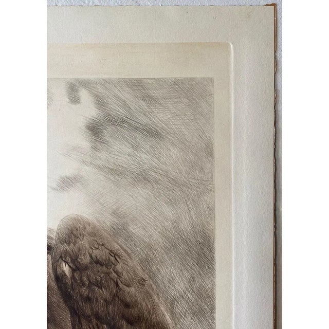 Impressionist Curt Meyer-Eberhardt (1895–1977) Portrait of an Eagle Etching With Aquatint, C. 1930s For Sale - Image 3 of 12