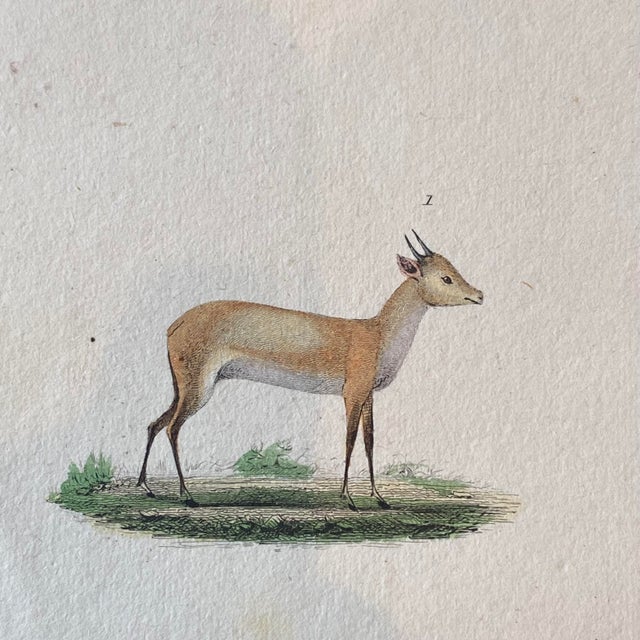 French French Antique 18th Century "Antilope" Engraving Hand Colored Artwork For Sale - Image 3 of 8