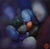 Celebrate the Differences by David Cunningham | Oil on panel Still life of colorful pebbles For Sale