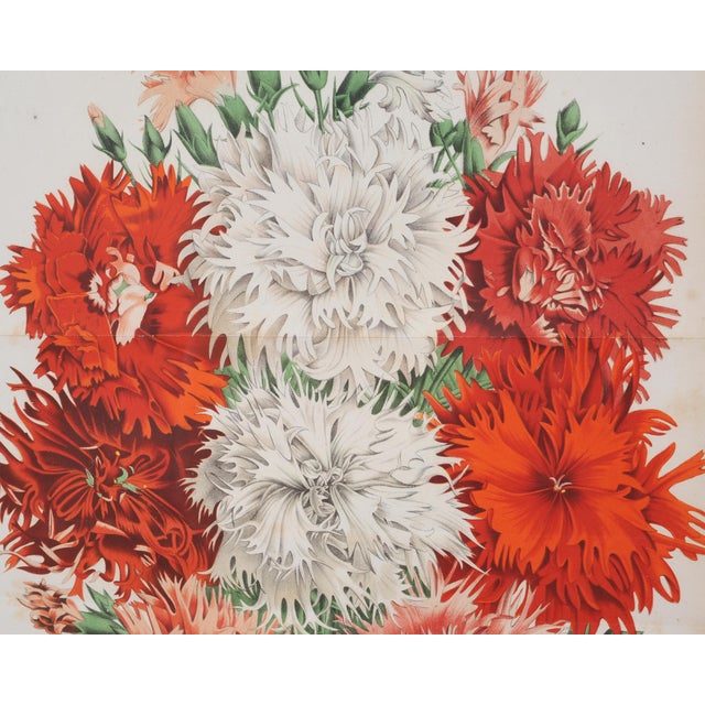 Victorian Set of Nine Botanical Lithograph Prints After Louis Van Houtte For Sale - Image 3 of 18