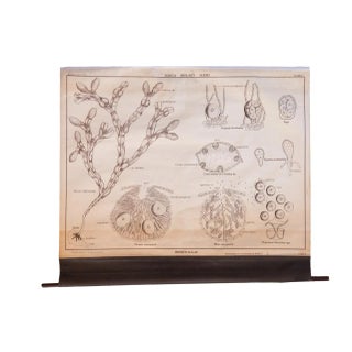 Early 20th Century Pull Down Chart of Brown Algae For Sale