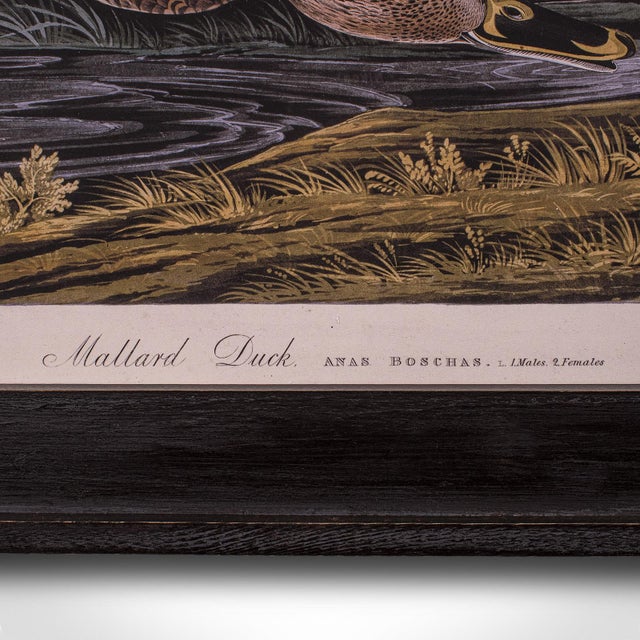 Brown Vintage Mallard Duck Picture, English, Framed Print, Jj Audubon, Wildlife Art For Sale - Image 8 of 10