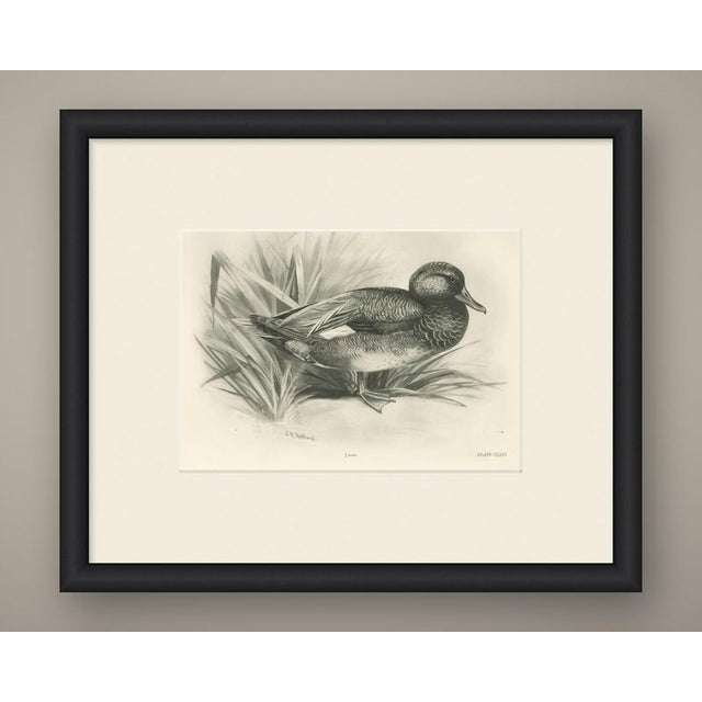 This antique bird print shows a duck standing at the foot of a stand of reed with the head turned to the right, a pale...