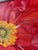 Bright Pink Iceland Poppy Framed Oil on Canvas by Shelly Gurton Titled "Riva" For Sale - Image 8 of 11