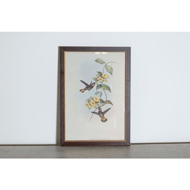 Mr John Gould's tropical framed Bird prints 1955 taken from his limited edition of 1000. The most celebrated British...