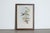 Mr John Gould's tropical framed Bird prints 1955 taken from his limited edition of 1000. The most celebrated British...