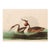 1966 Vintage Cottage XL Print "Crested Grebe" After John James Audubon For Sale