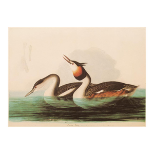 1966 Vintage Cottage XL Print "Crested Grebe" After John James Audubon