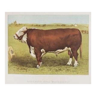 Antique 1880's Chromolithograph of Hereford Bull "Maidstone" For Sale