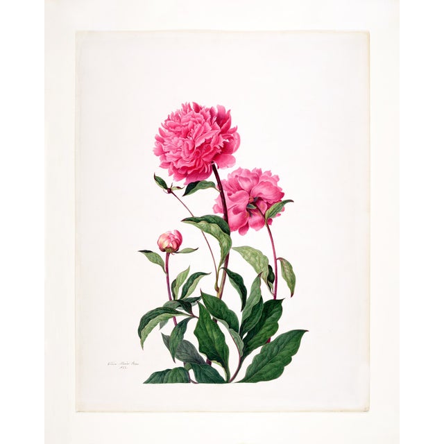 Reproduction Victorian Botanical Prints - Set of 6 Peonies For Sale - Image 4 of 9