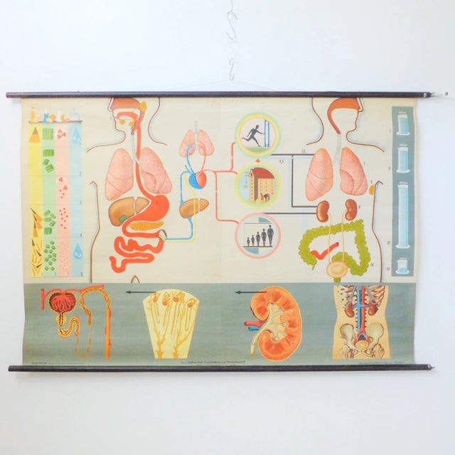 School Education Metabolism Poster from Hagemann Düsseldorf, 1950s For Sale - Image 6 of 6
