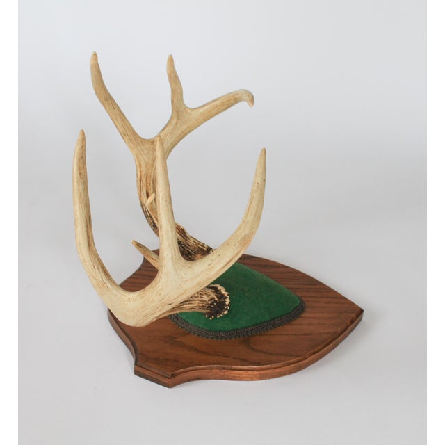Vintage Eight Point Whitetail Deer Antler Plaque For Sale - Image 4 of 7