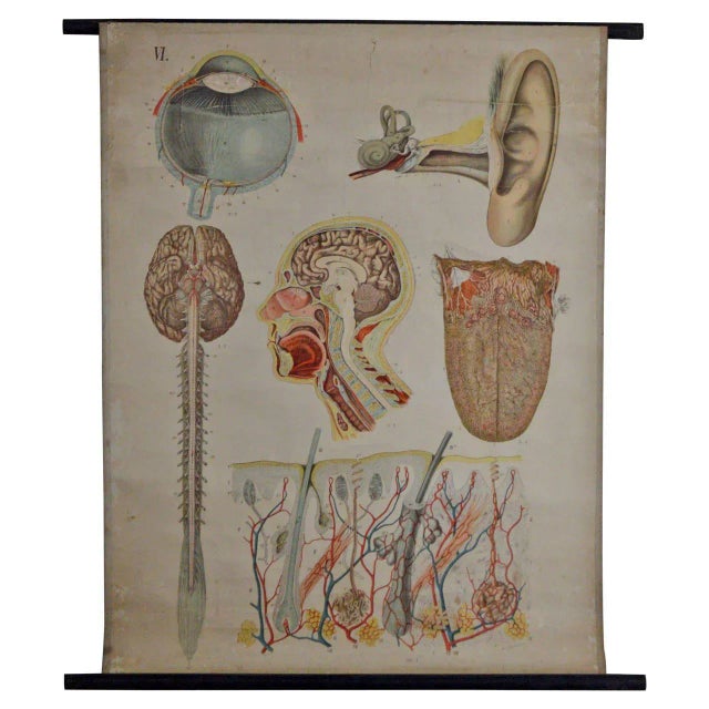 A great antique anatomical chart depicting the different sense organs. the chart is sheet number VI as part of the...