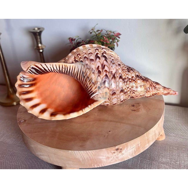 Nautical Mid 20th Century Rare 14” Giant Triton Trumpet Natural SeaShell For Sale - Image 3 of 9