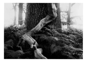Fallen - Analogue Black and White Woodland Photography, Limited Edition of 15 2022