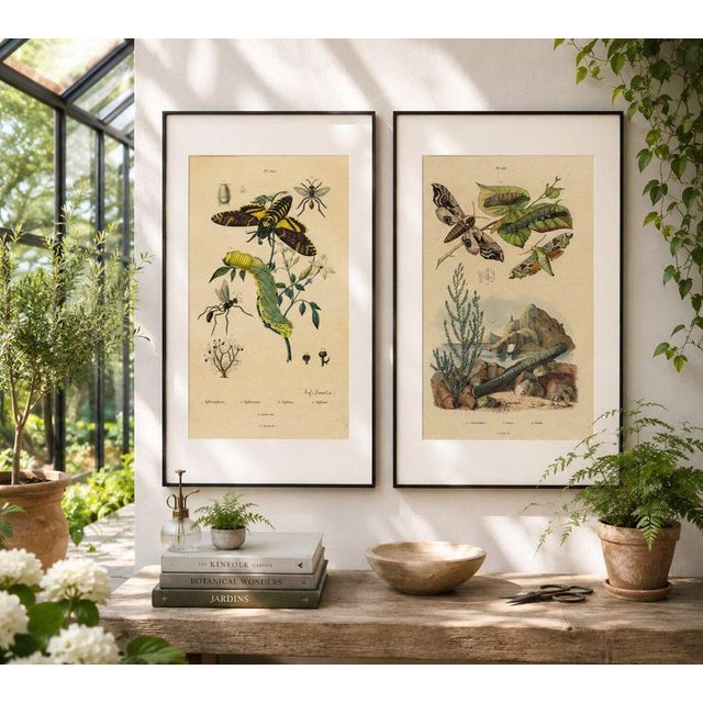 Pair of French Sphinx Moth Engravings by Duméril & Guérin, 1835 This striking pair of antique French natural history...