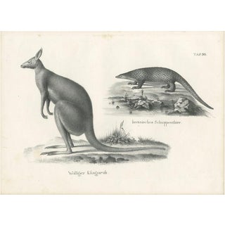 Schinz, Illustration of Kangaroo and a Javanese Pangolin in Australia, 1825, Print For Sale