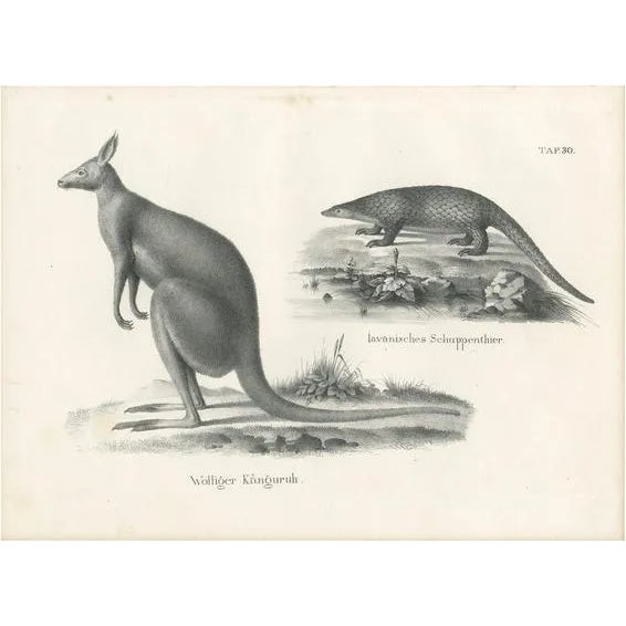 Schinz, Illustration of Kangaroo and a Javanese Pangolin in Australia, 1825, Print For Sale