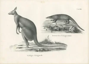 Schinz, Illustration of Kangaroo and a Javanese Pangolin in Australia, 1825, Print