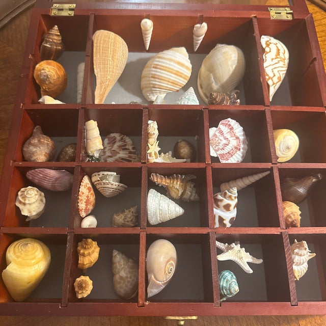 Coastal Seashell Collection in Glass-Front Display Case For Sale - Image 3 of 12