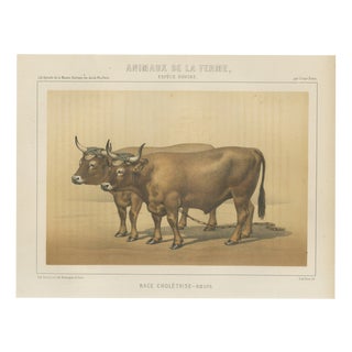 Borie, Cholet Oxen, French Cattle Breed, 1863, Chromolithograph For Sale