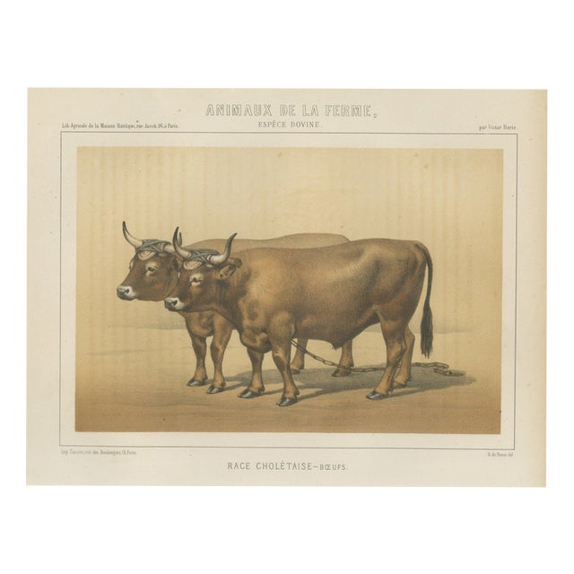 Borie, Cholet Oxen, French Cattle Breed, 1863, Chromolithograph For Sale