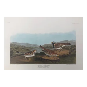 Audubon Lapland Long Spur From Abbeville Edition