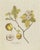 Plenck, Botany Illustration of a Quince Tree, 1790s, Print For Sale