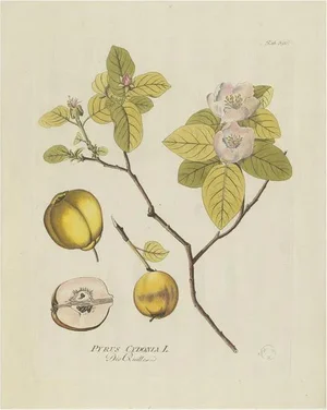 Plenck, Botany Illustration of a Quince Tree, 1790s, Print