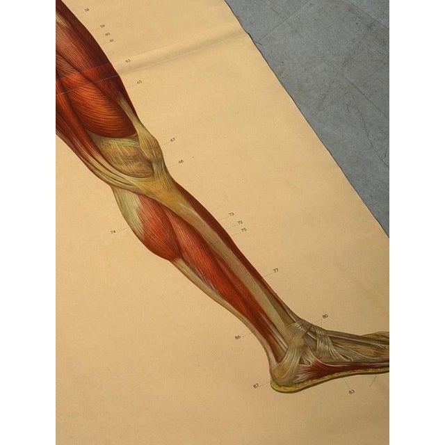 Vintage School Board Muscle of Man, Germany, 1950s For Sale - Image 5 of 6