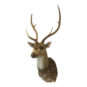 Late 20th Century Axis Deer Chital Spotted Deer Taxidermy Shoulder Mount