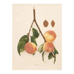 1900s U. P. Hedrick, Original Antique Photogravure of May Lee Peaches