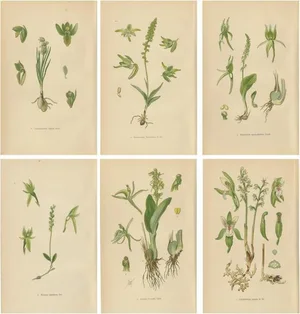 The Orchid Spectrum, 1904, Paper, Set of 6