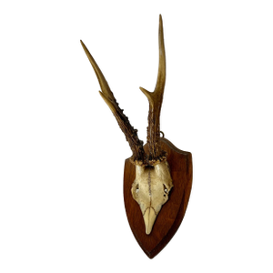 Vintage Roe Deer Antlers on Display Plaque