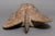 Antique African Tribal Carved Wood Senufo Kpelie Mask For Sale - Image 4 of 7