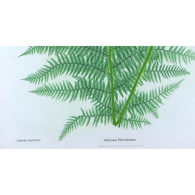 English Henry Bradbury Nature-Printed Fern Botanical Prints, Set of Four, Framed For Sale - Image 3 of 18