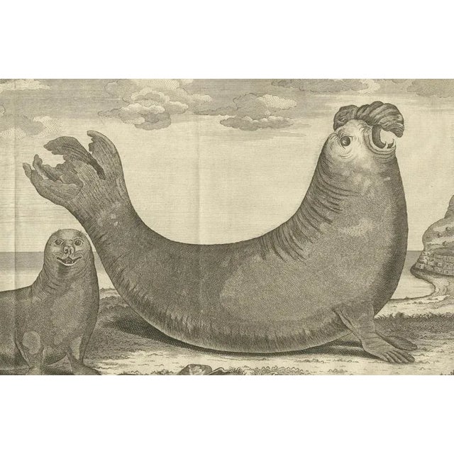 Marine Creatures A Sea Lioness and a Sea Elephant Engraving, 1765 For Sale - Image 3 of 6