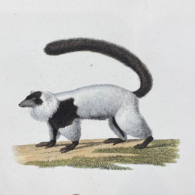 French French Antique 18th Century Animal Engraving Hand Colored Signed Artwork For Sale - Image 3 of 8