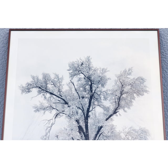 1948 Ansel Adams Oak Tree Snowstorm, Yosemite National Park Photograph Art Print For Sale - Image 9 of 18