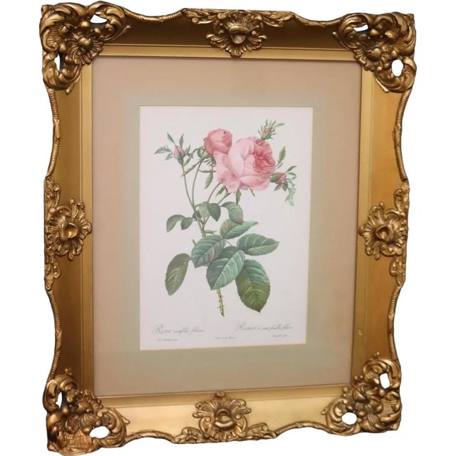 Paper Mid 20th Century Large Framed Pierre-Joseph Redouté "Rosa Centifolia Foliacea" Botanical Reproduction Print For Sale - Image 7 of 11