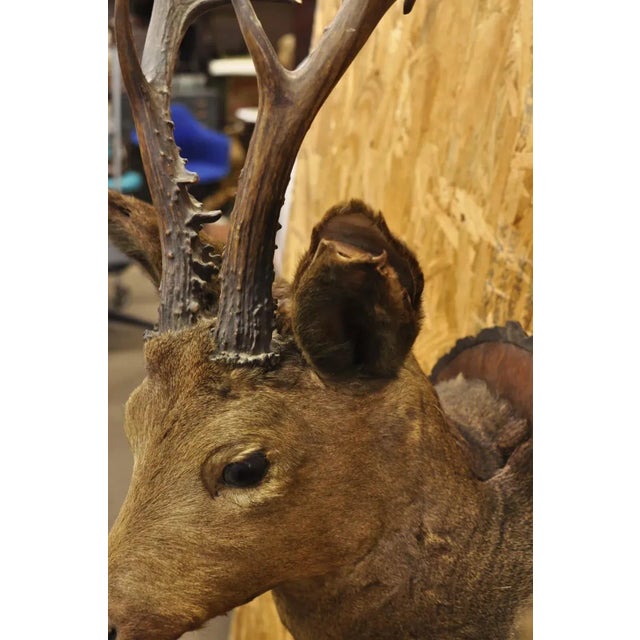 Vintage Taxidermy Deer Shoulder Mount Wall Decor With Metal Leaves (R&l) - a Pair For Sale - Image 9 of 12