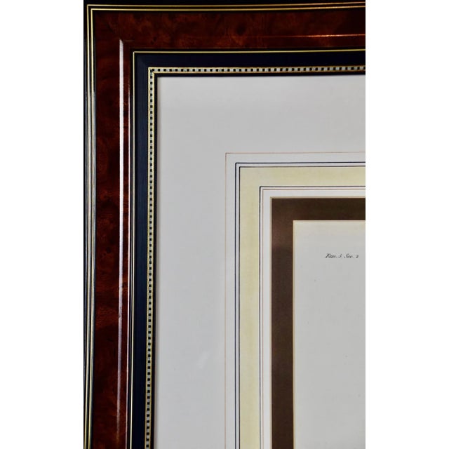 White-Throated Capuchin Monkey: Framed Audebert 18th C. Hand-Colored Engraving, 1797 For Sale In San Francisco - Image 6 of 6