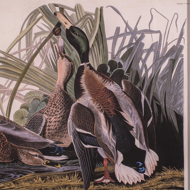 1960s Vintage Mallard Duck Picture, English, Framed Print, Jj Audubon, Wildlife Art For Sale - Image 5 of 10